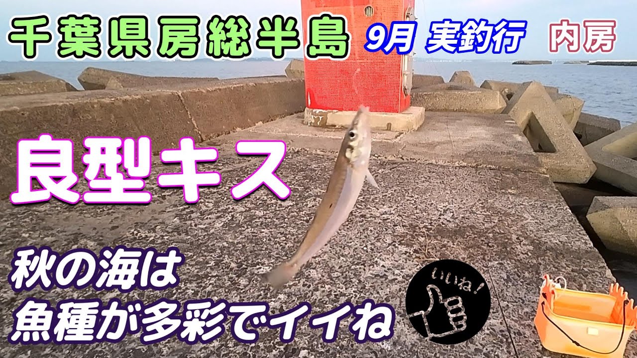 【釣行】房総半島 白ギス 大型釣れてます ９月 内房 実釣