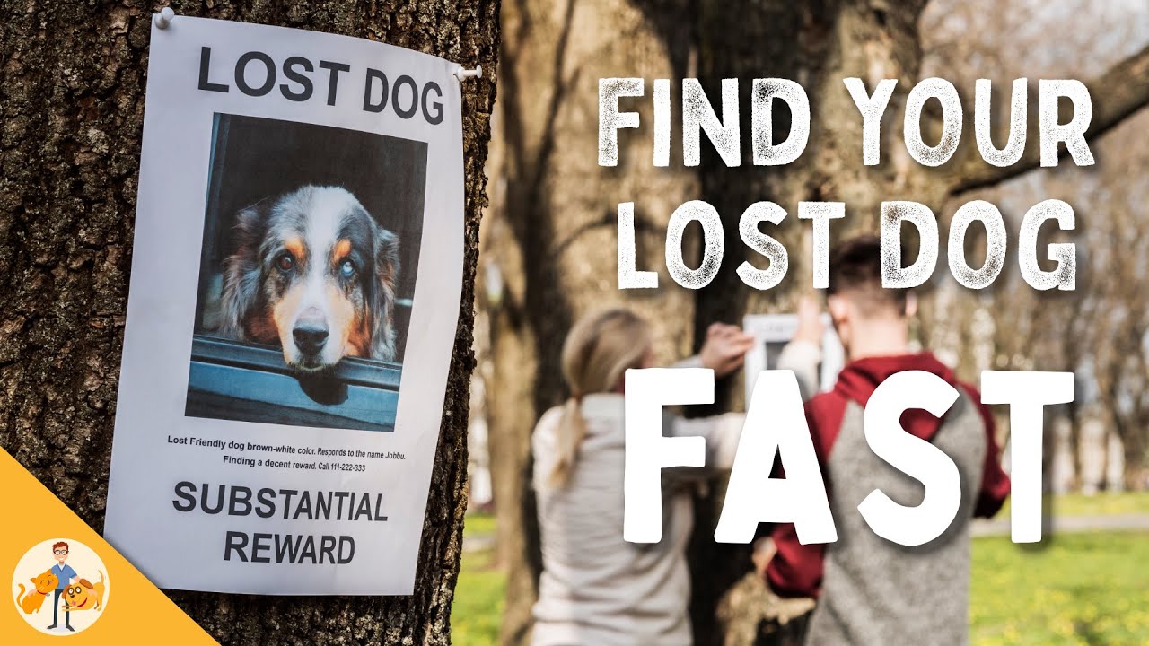 9 Steps To Quickly Find Your Lost Dog