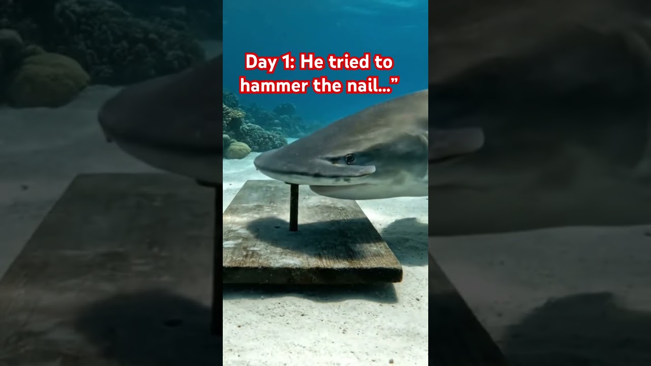 Day 1 &mdash; Hammerhead Shark vs the Nail 🦈🔨 (Veo 3 refuses to give in)