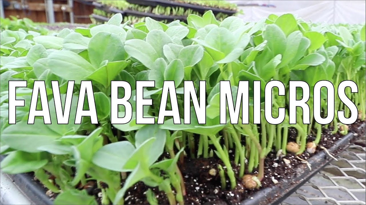 From Seed to Savory Superfood: How to Grow Fava Bean Microgreens