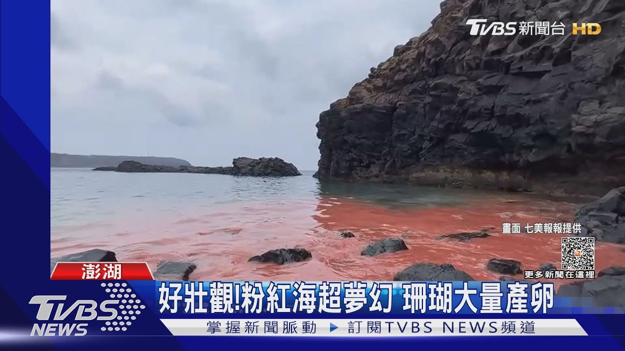 好壯觀! 粉紅海超夢幻 珊瑚大量產卵｜TVBS新聞 @TVBSNEWS01
