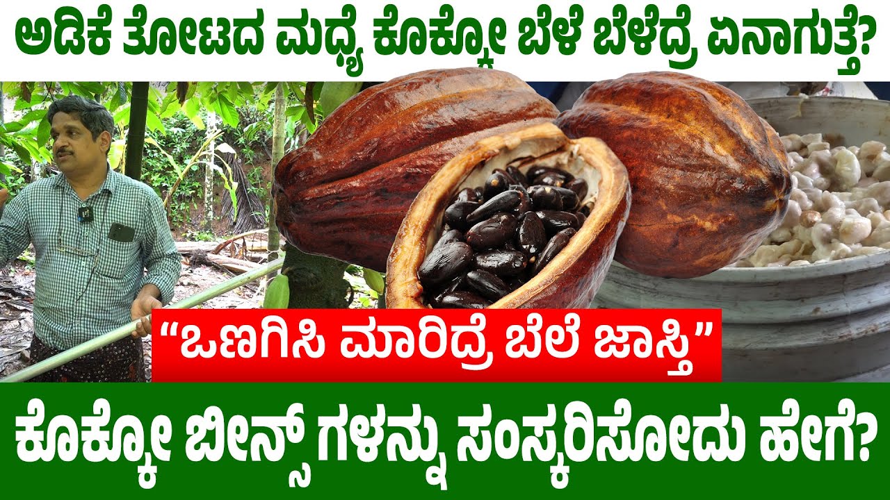 ದೇವರ ಆಹಾರ ಕೊಕ್ಕೊ ಬಗ್ಗೆ ನಿಮಗೆಷ್ಟು ಗೊತ್ತು?| ಇಲ್ಲಿದೆ Cocoa ಬೆಳೆಯ ಕುರಿತಾದ ಸಮಗ್ರ ಮಾಹಿತಿ -1|#cocoatree