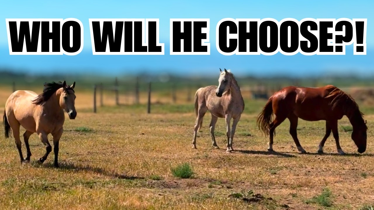 Arabian horse gets a new girlfriend! ~ This makes me so happy ❤️