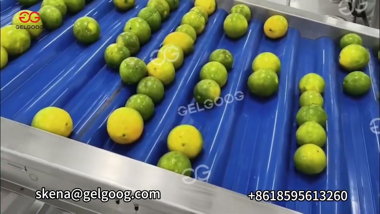 Citrus Washing Sorting Line