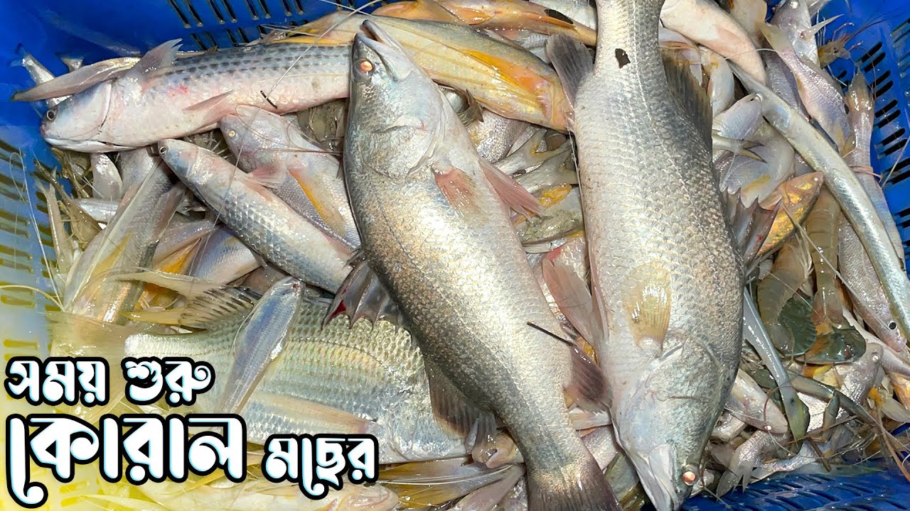 স্বাদের অন্যতম খুসুল আর কোরাল মাছের সময় শুরু | মিস না করে এখনই অর্ডার করুন | Fish Vally