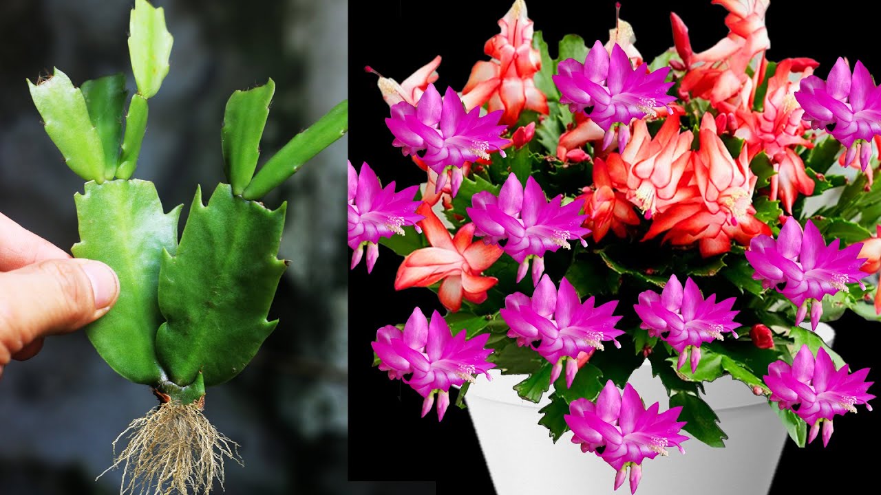 Technique of Growing Christmas cactus from Garlic at home, 100% success
