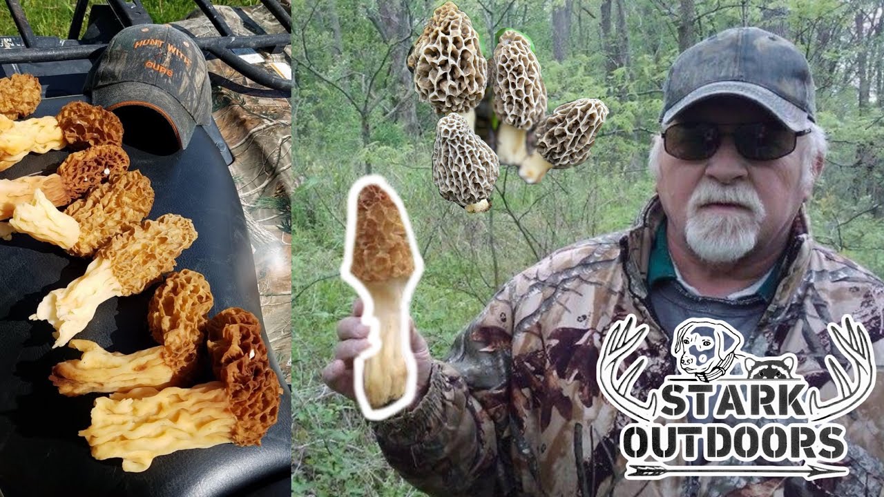 Mushroom Hunting in Ohio 2021 Part 1