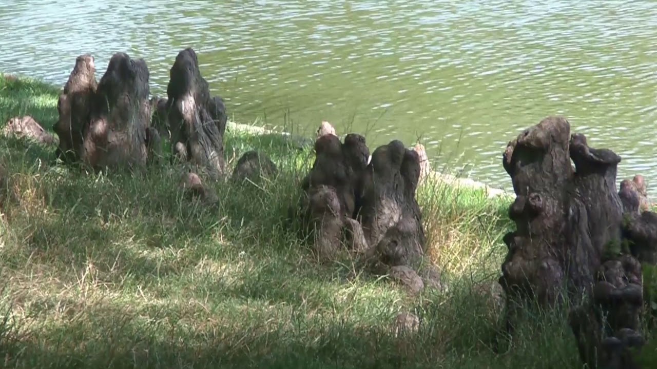 MARSEILLE - DU PARC BORELY A LA CAMPAGNE PASTRE