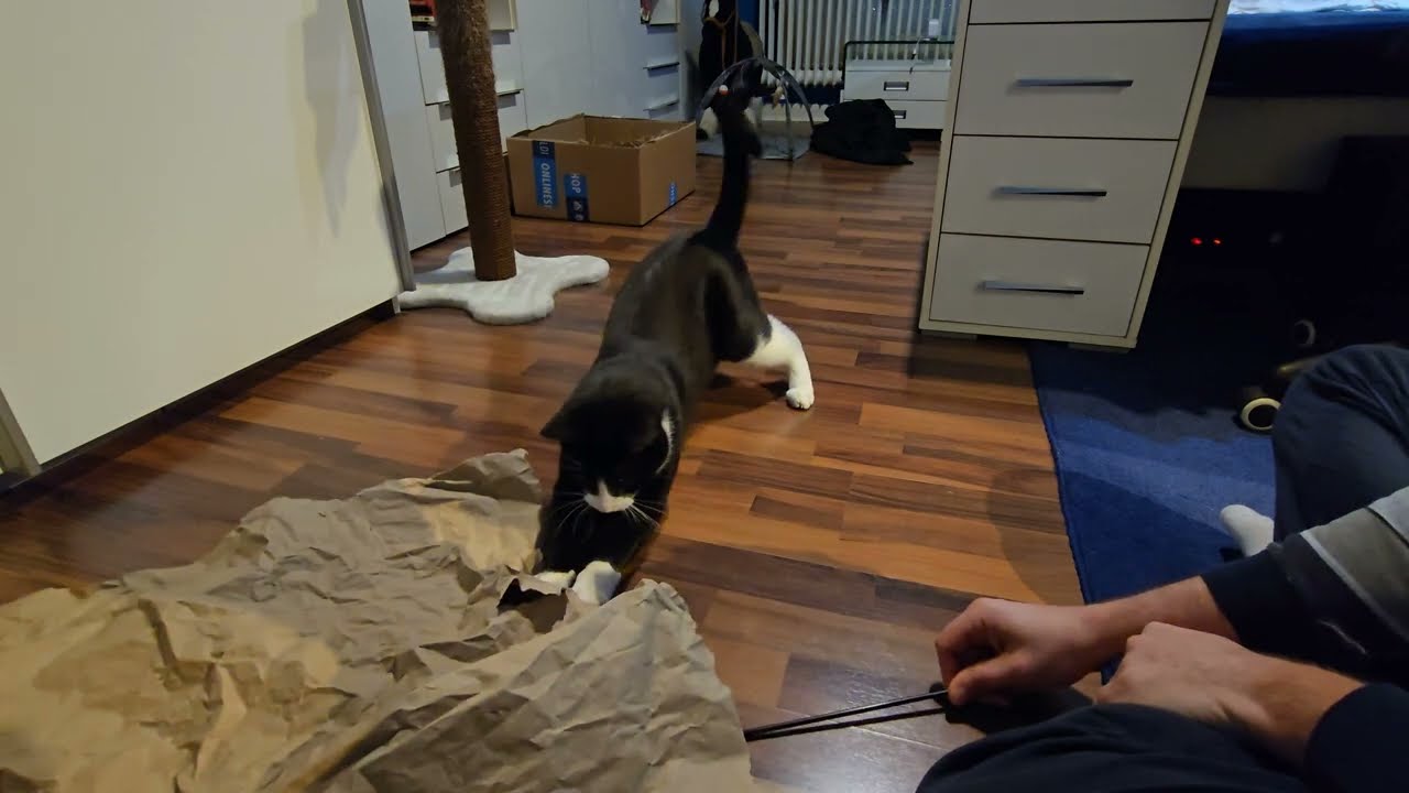 Papa!Lass Uns spielen #cat #katze #happy #cute #play #playtime #fun #funny #good #love #lol