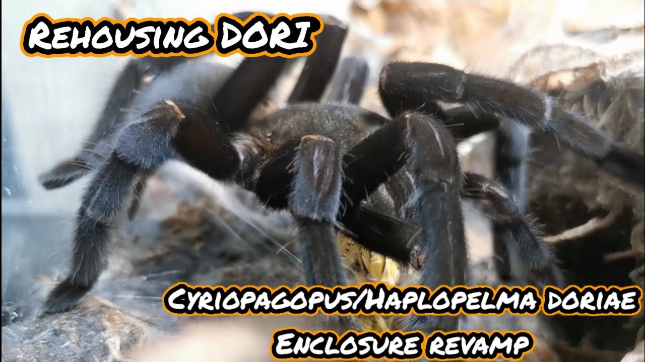 Come and meet Dori - Haplopelma/Cyriopagopus doriae.... Poorly spider gets a revamped setup