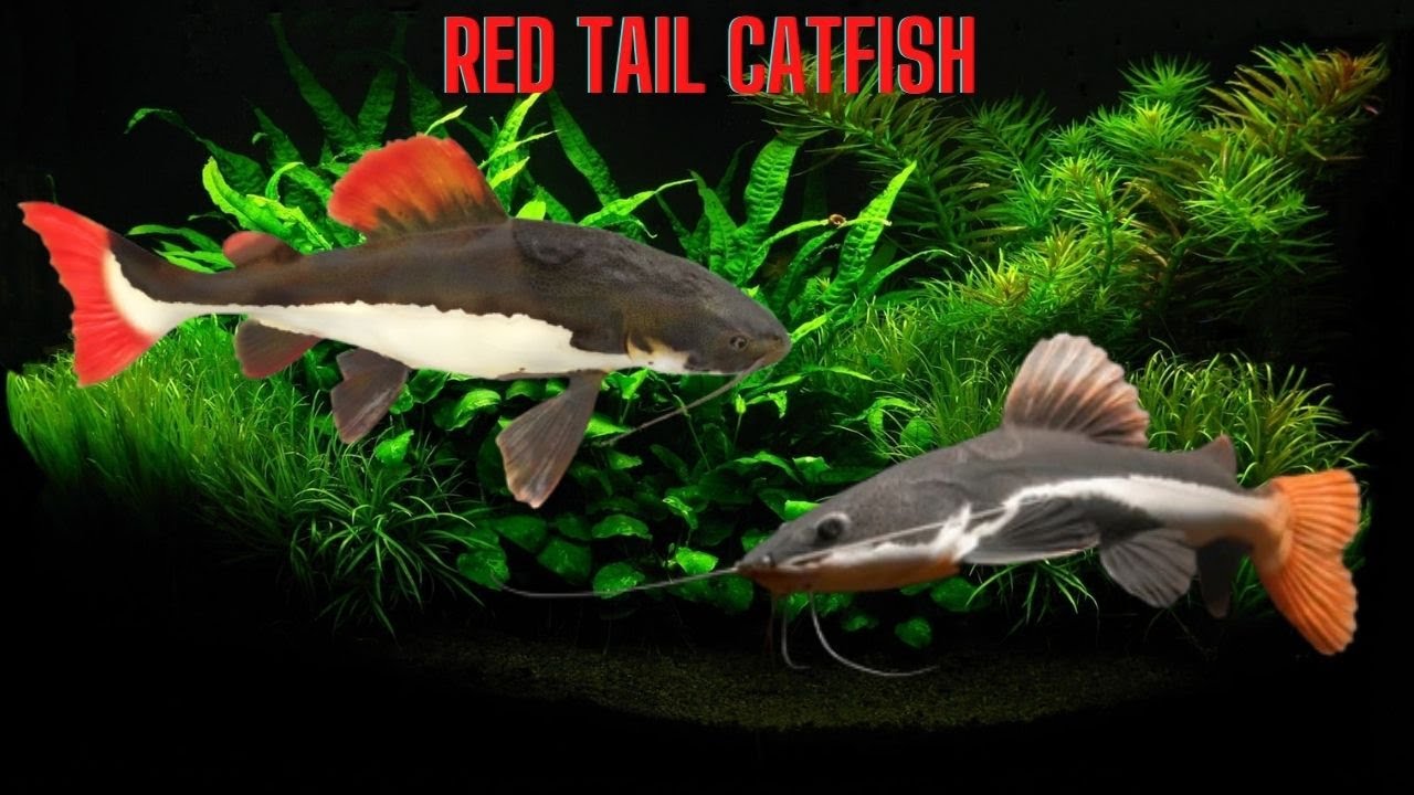 🐠 Akvaryumda Red Tail Catfish Beslemek: Dikkat Edilmesi Gerekenler 🐱🐟