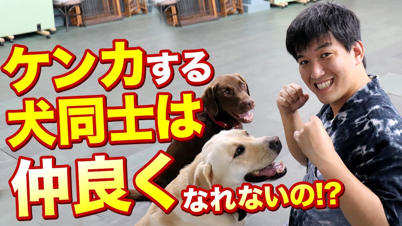 犬同士がケンカする！どうすれば仲良く出来るのか？もしく仲良くなることは無理なのか？