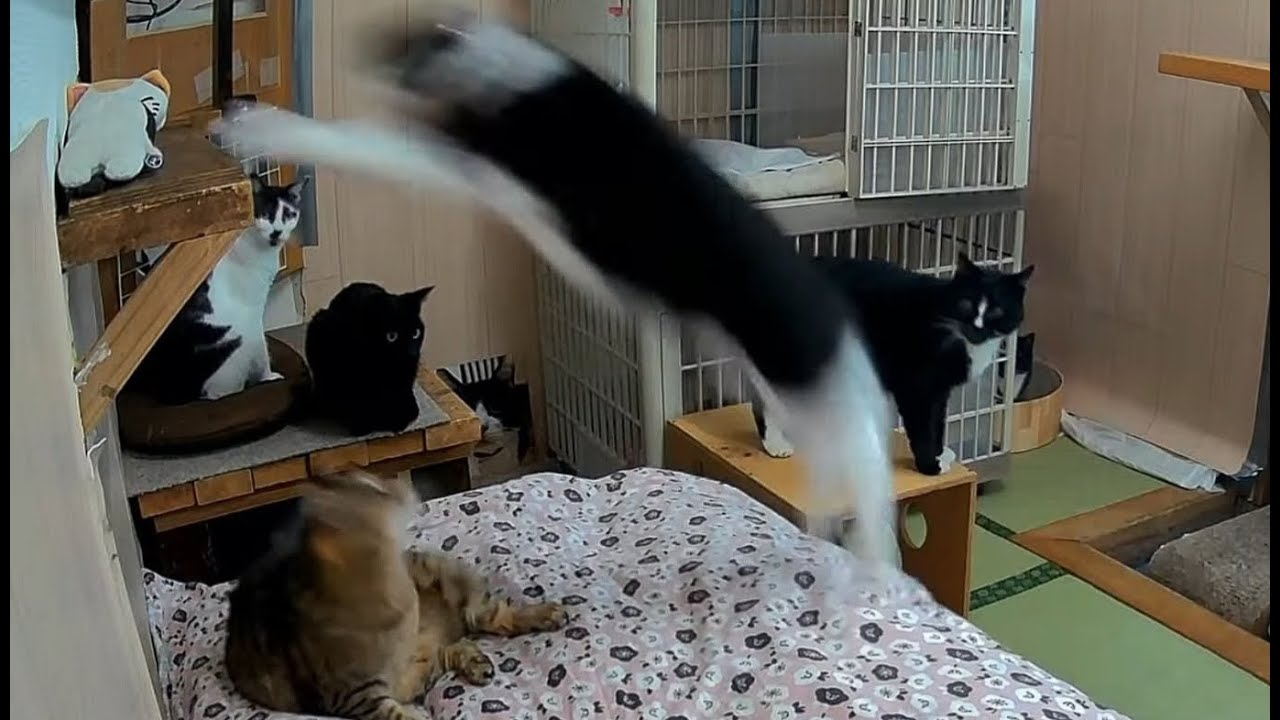 チニくん威嚇して逮捕される