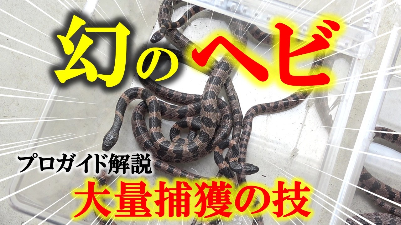は！？こんなに捕れるの！？衝撃のシロマダラ大量捕獲技