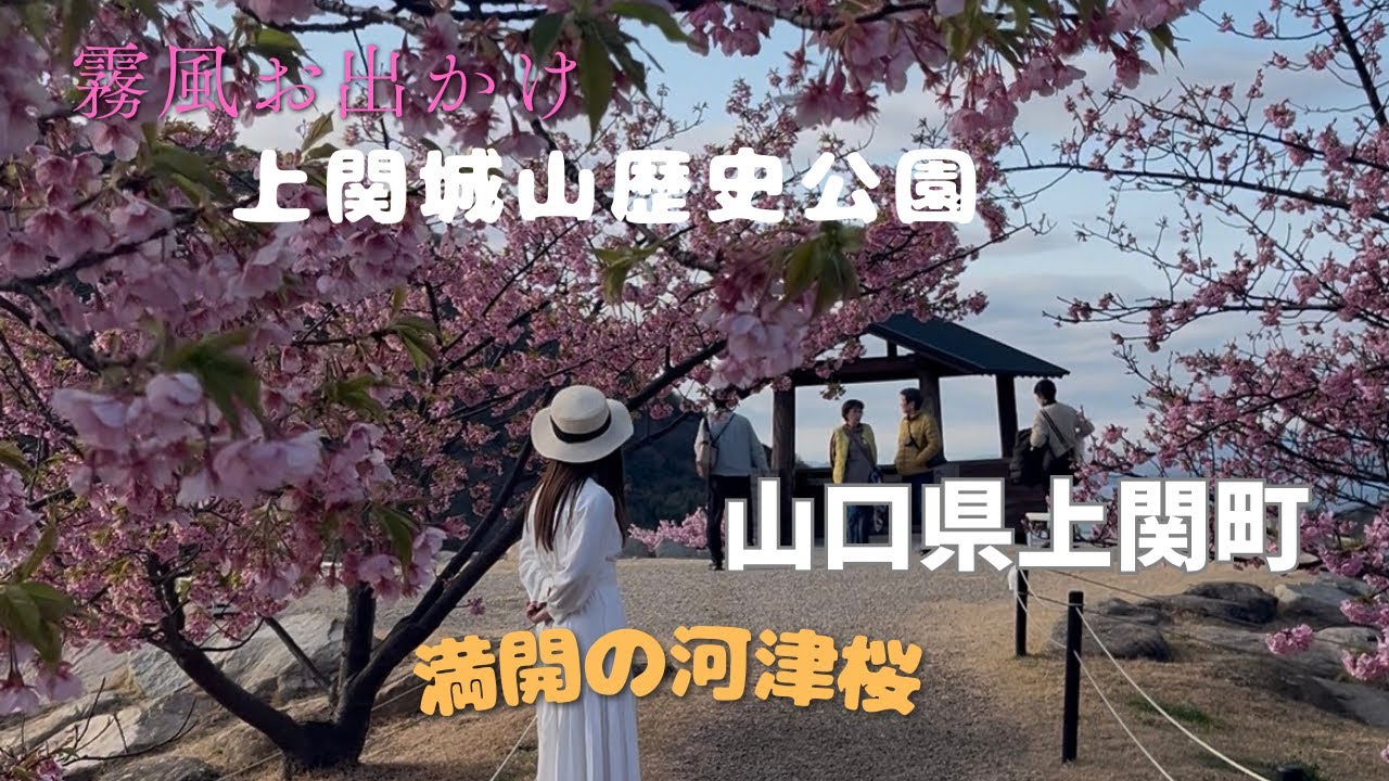 #河津桜まつり #山口県#上関町#瀬戸内海#春の気配#静かな時間 #春#桜