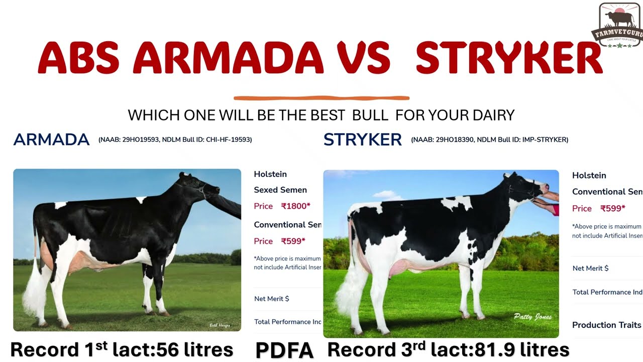 ABS ARMADA VS STRYKER IMPORTED HF BEST BULLS |Lets check which bull benefits you the most |