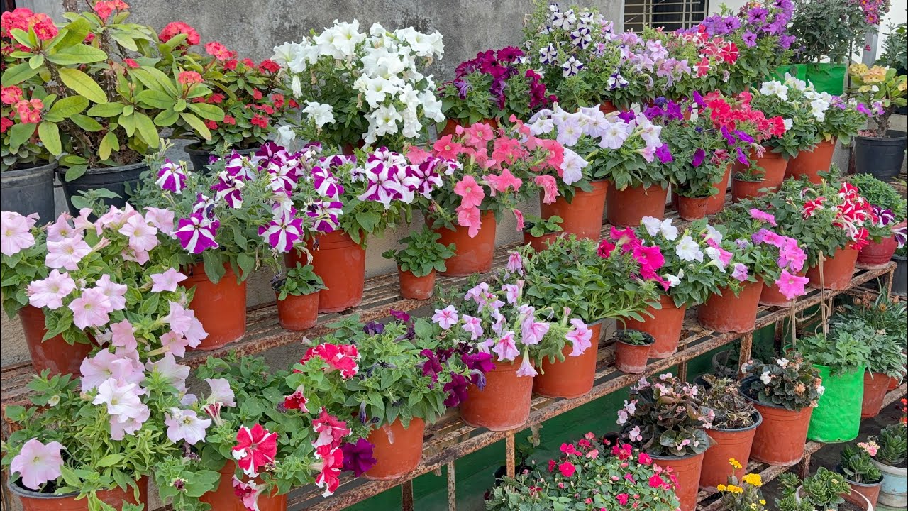 Sunday Garden Overview 🥰