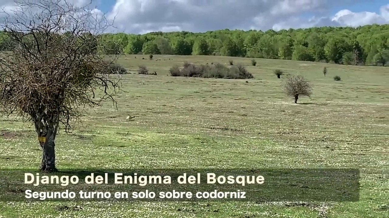 Django del Enigma del Bosque Final Jovenes Promesas 2019
