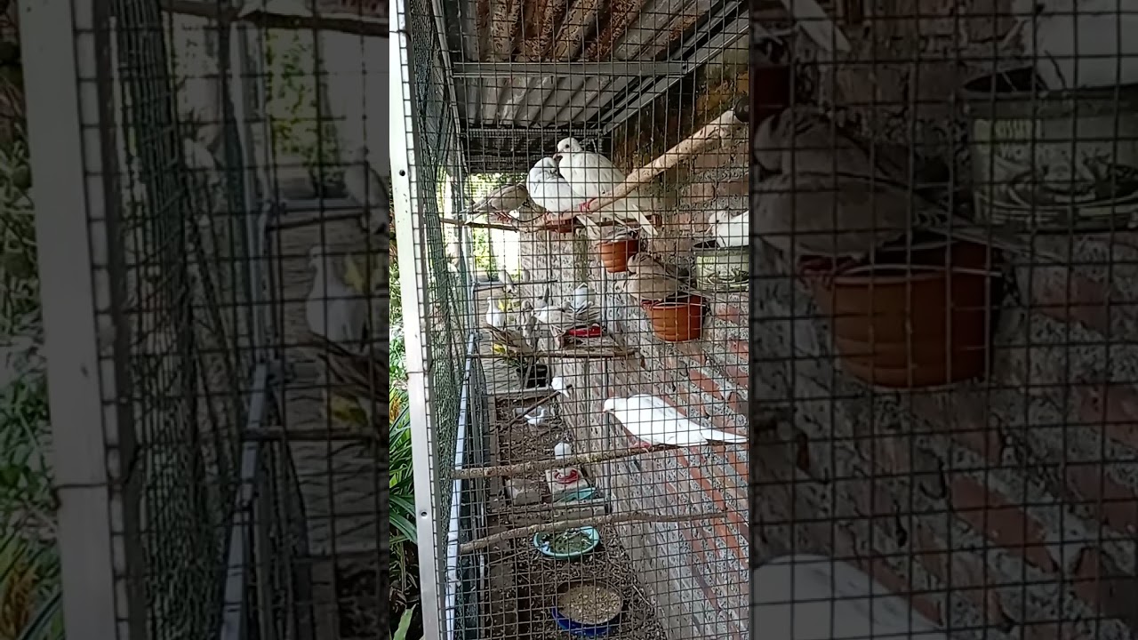 aviary puter II mempercepat produksi