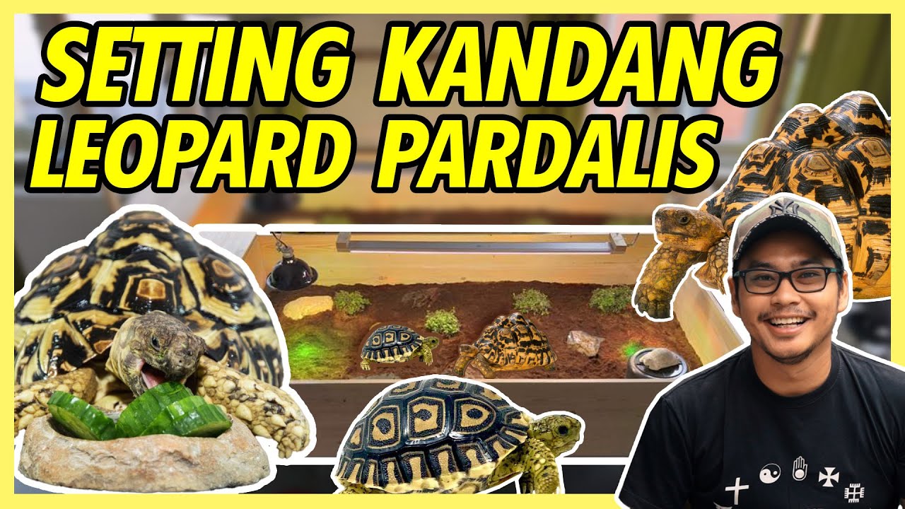 SETTING KANDANG DAN PERAWATAN LEOPARD PARDALIS TORTOISE UNTUK PEMULA !