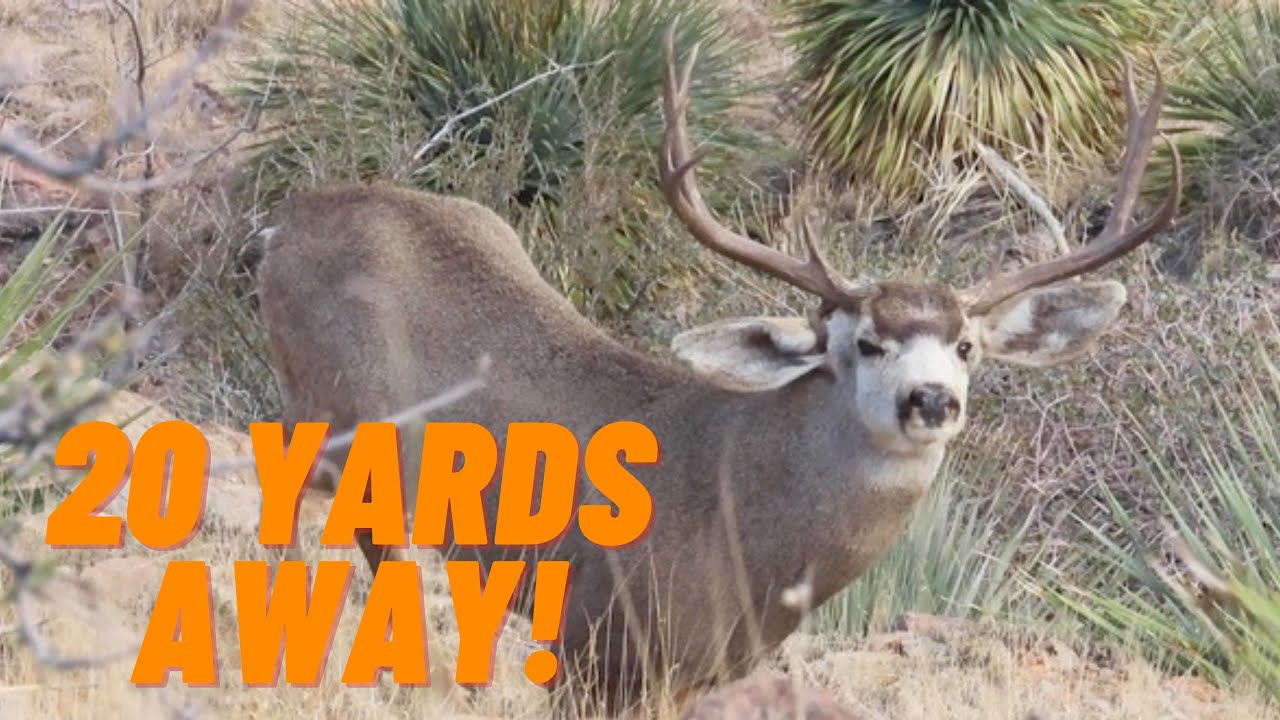 Archery Rut Hunt For Mule Deer | Droptine Buck At 20 Yards! Surprise Kill Shot!