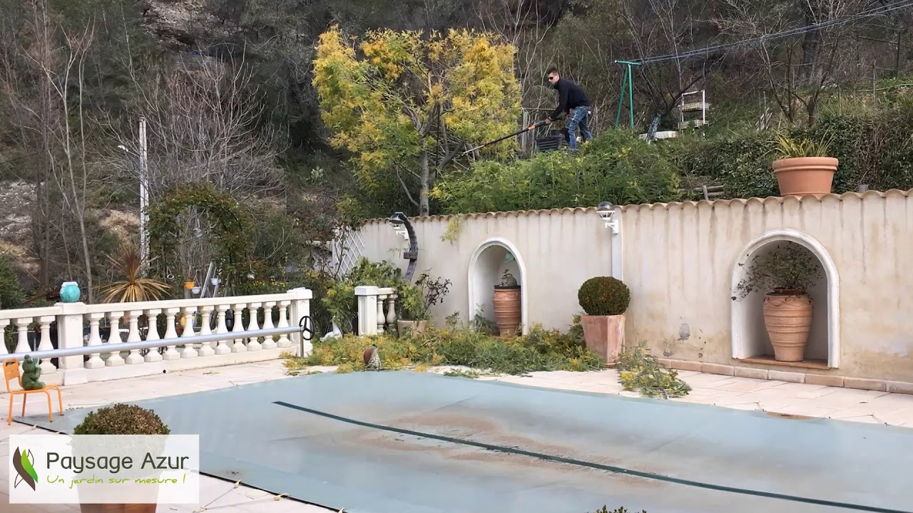Taille mimosa