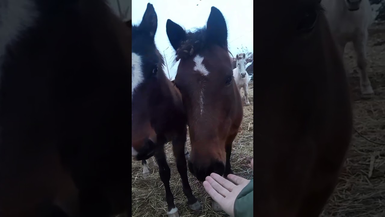 What is it? )) #music #animals #horse #reallife #pony #winter #pets #weather