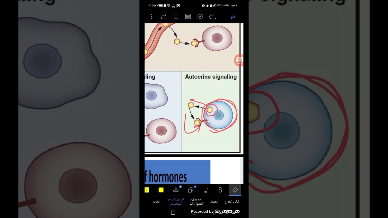 lec8/بايو /endocrine