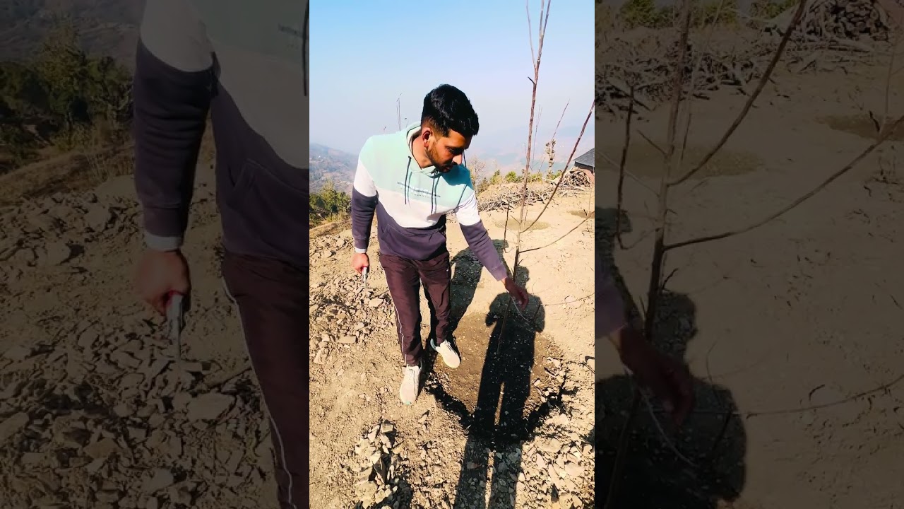 Pruning and Training after planting Feather plants🌲 #M7rootstock #galaonM7 #galaapple