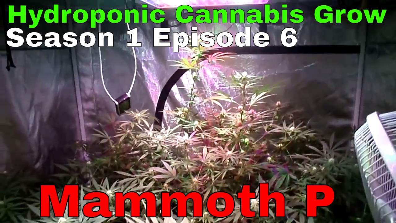 Hydroponic Cannabis Grow S01E06  - Flower Day 21 - Blue Planet Nutrients