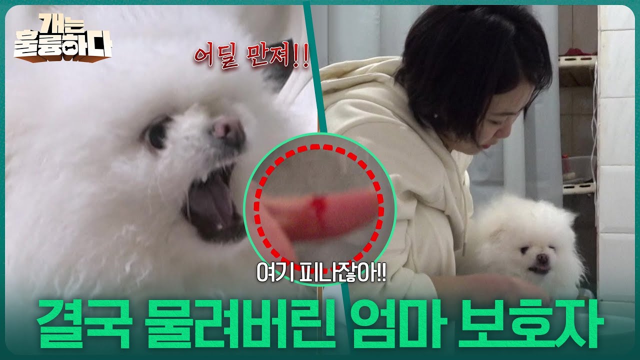 “ 어딜 만져😡 ” 개우리를 씻기다가 결국 물려버린 엄마 보호자😱 [개는 훌륭하다] | KBS 260302 방송
