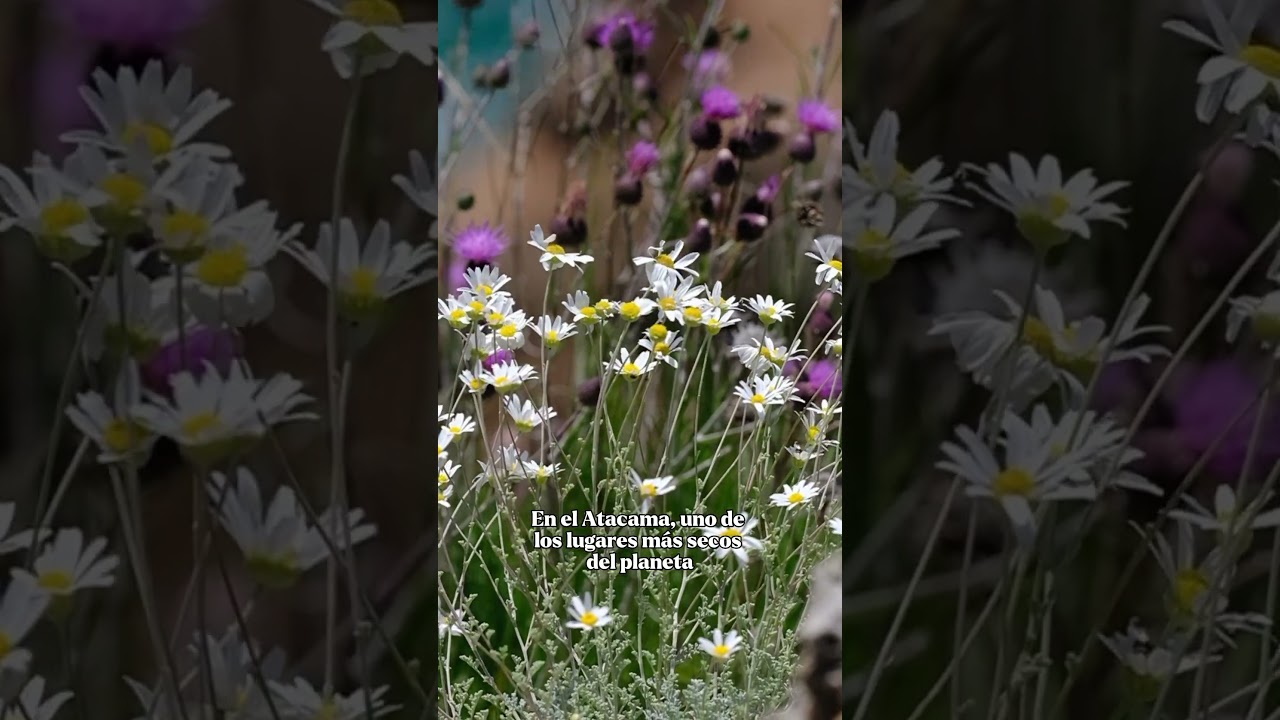 El desierto que explota en flores