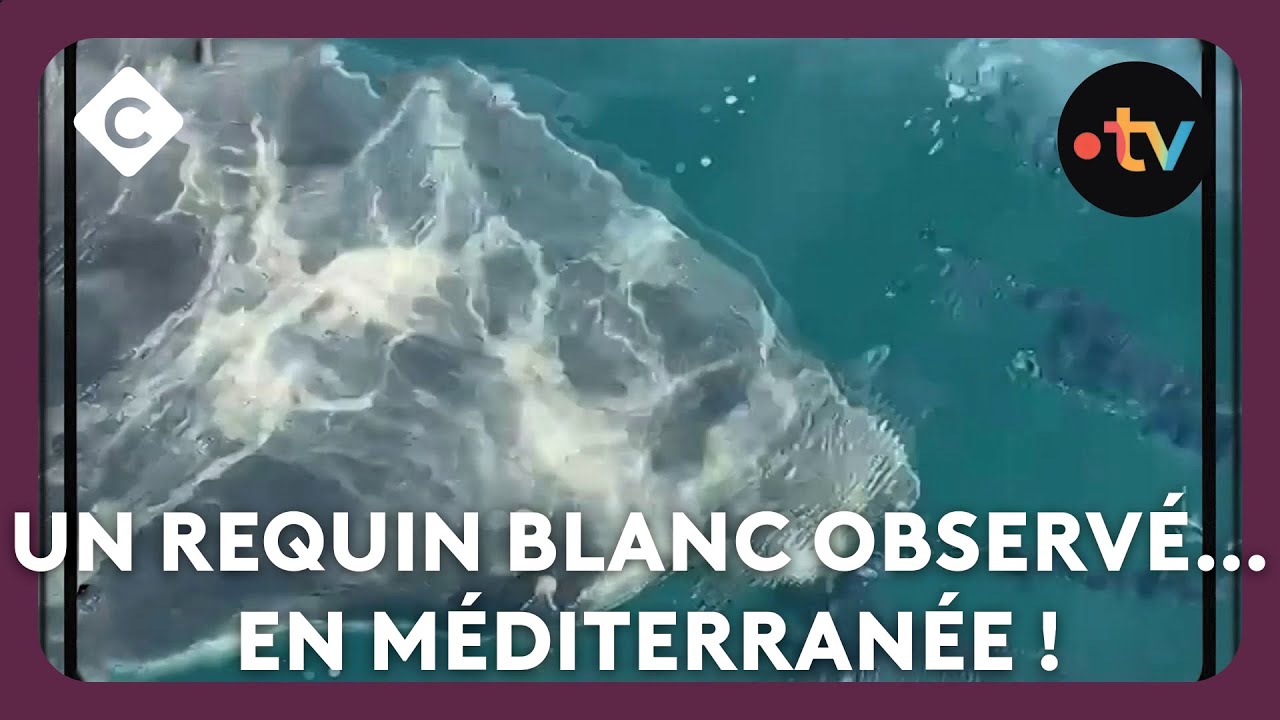 Un requin blanc observé… en Méditerranée ! - Pas vu Pas Pris de Mohamed Bouhafsi - C à vous