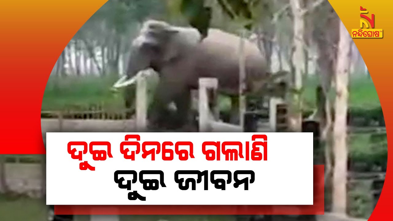 Elephant Terror In Dharmagarh, People Live In Constant Fear | NandighoshaTV
