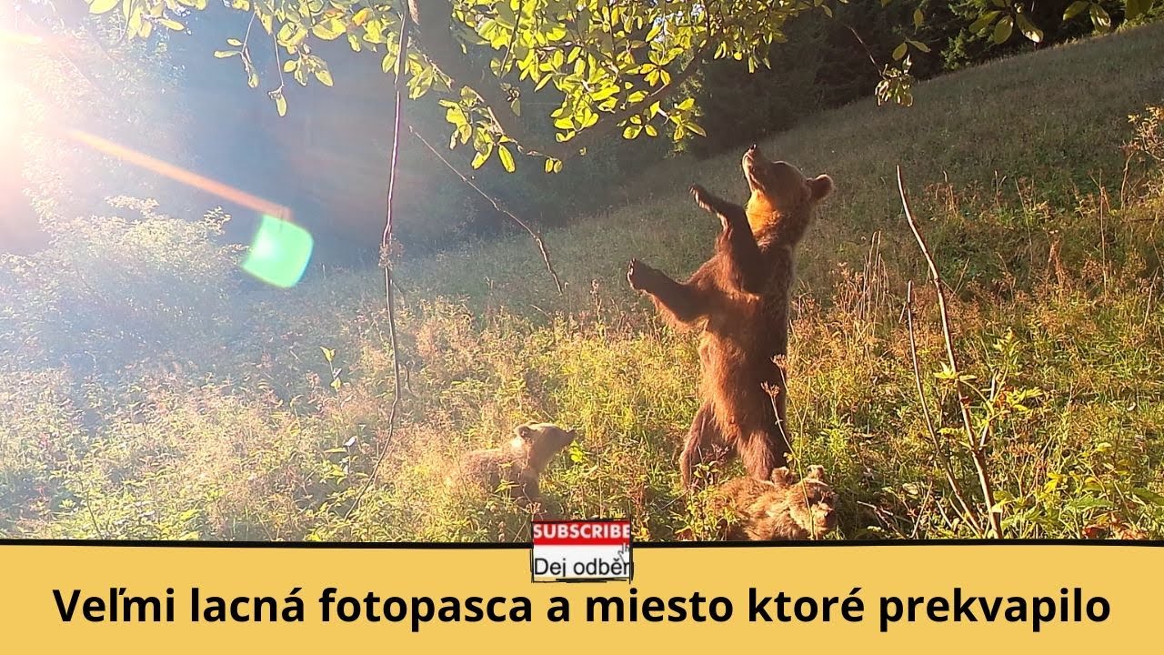 Veľmi lacná fotopasca a miesto ktoré prekvapilo 🎥👌🍀 Medvede, vlk, sova, jeleň so zlomeným parohom 🌲