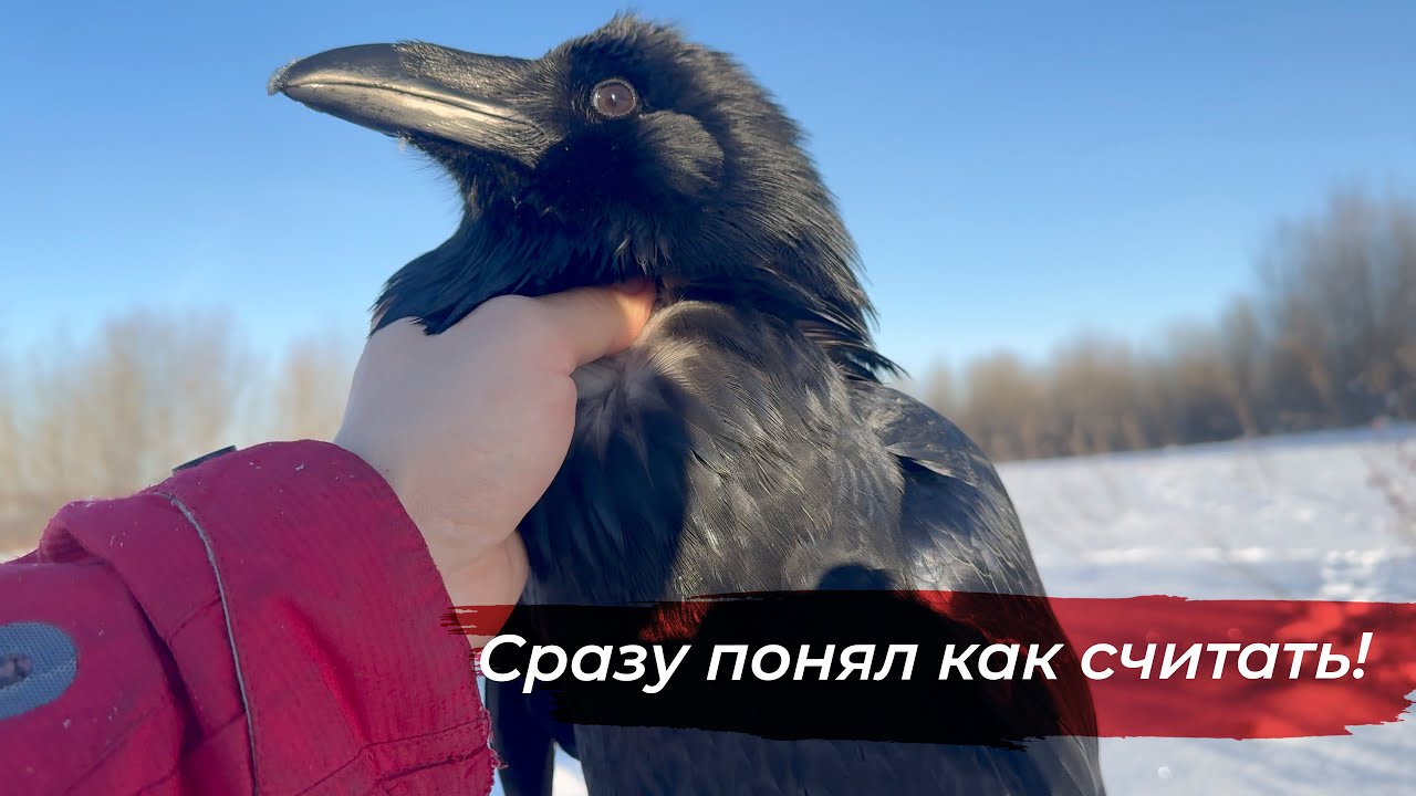 Научил считать ворона! Процесс обучения
