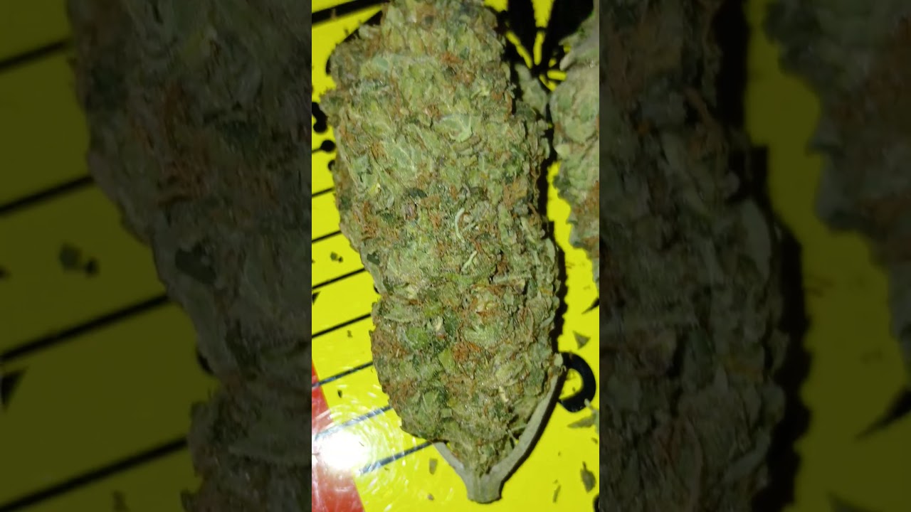 SUPER SILVER HAZE STRAIN