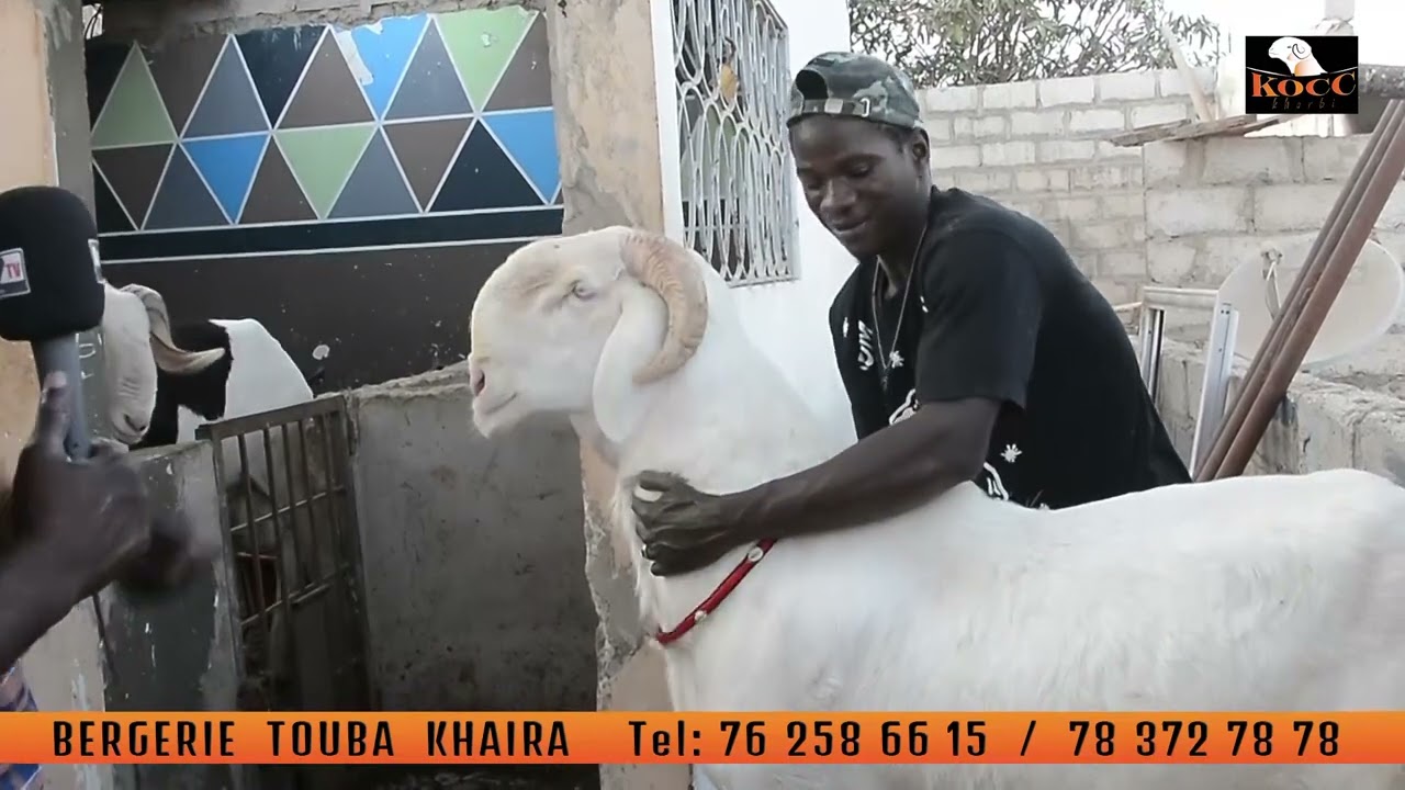 Contemplez ces sujets exceptionnels delà bergerie Touba khayra de Babel thiam