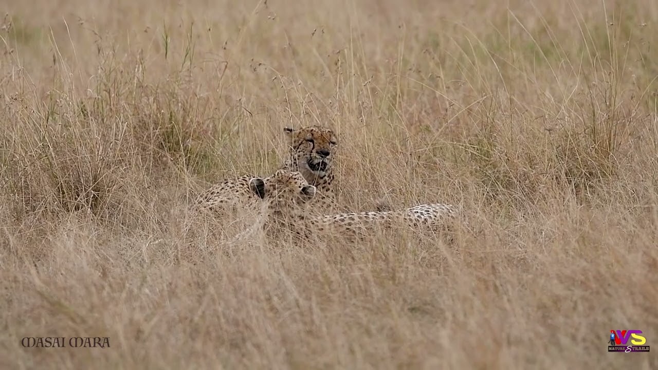 Cheetahs   The Reluctant Partners In The Savanna Grasslands