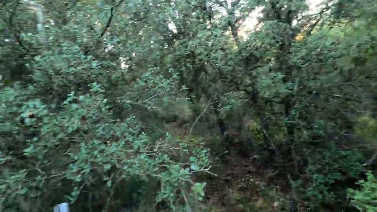 Μπεκάτσα Νο 129 στην μνήμη της μεγάλης σκύλος που λεγόταν ΜΕΑ.