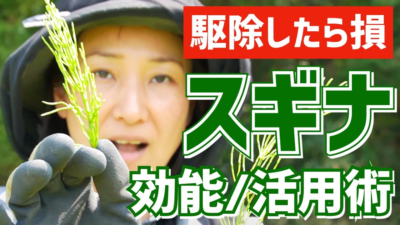 【スギナ】駆除する前に見て！「スギナ」収穫&解説！体に良い