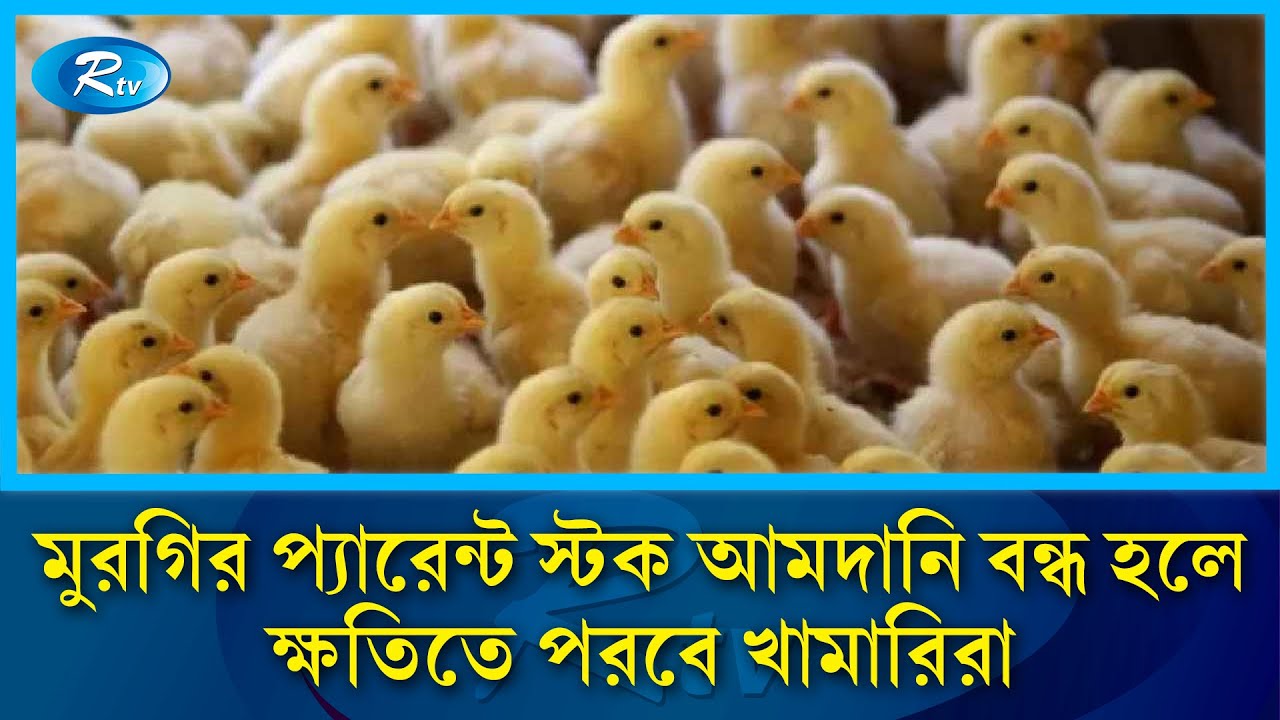 মুরগির 'প্যারেন্ট স্টক' আমদানি নিষিদ্ধে শঙ্কায় পরবে ৫০ হাজার কোটি টাকার পোল্ট্রি শিল্প | Rtv News