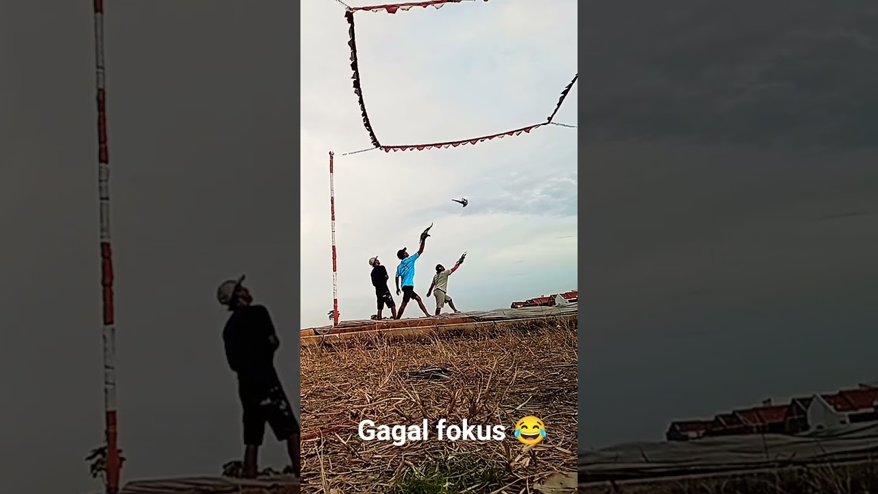 merpati lovers Brebes 