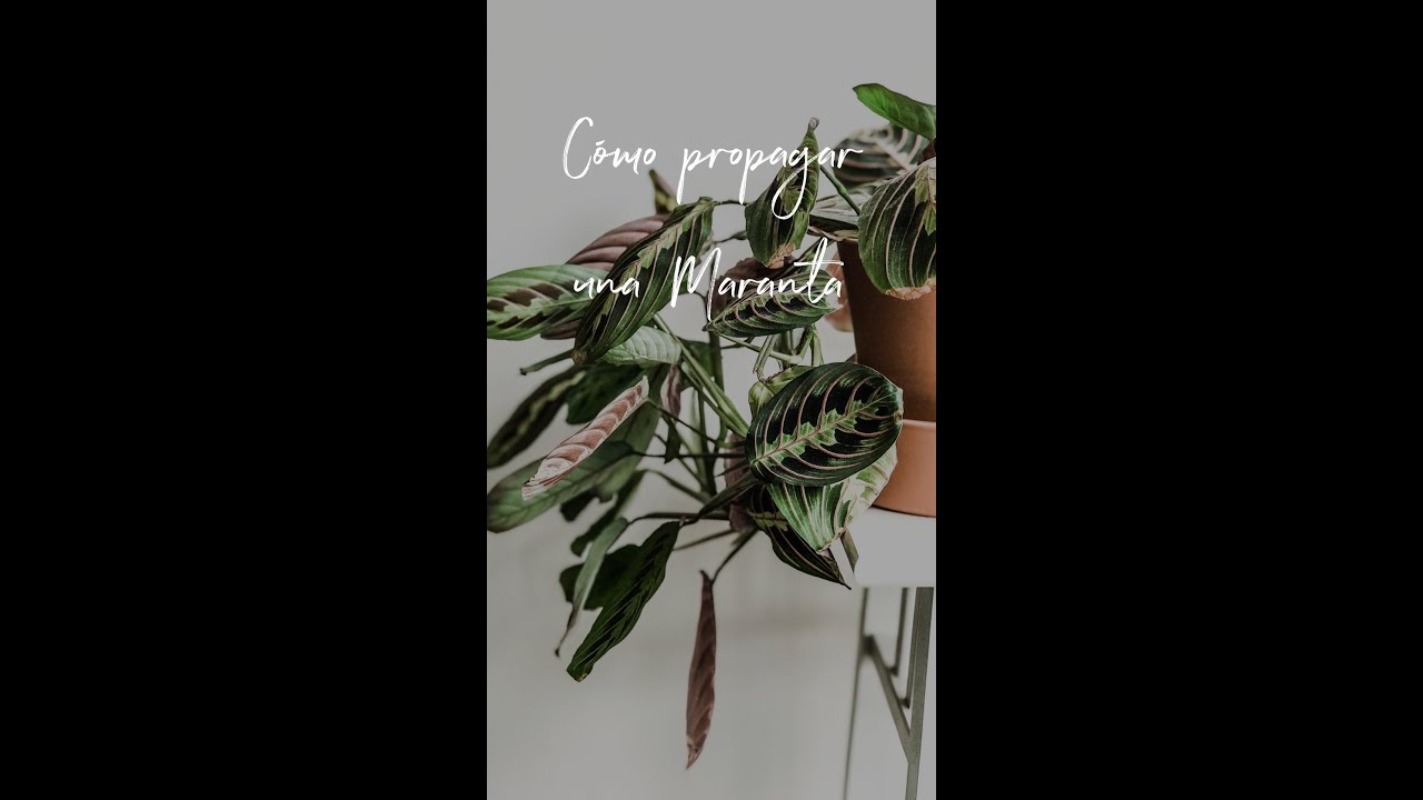 Cómo propagar una maranta