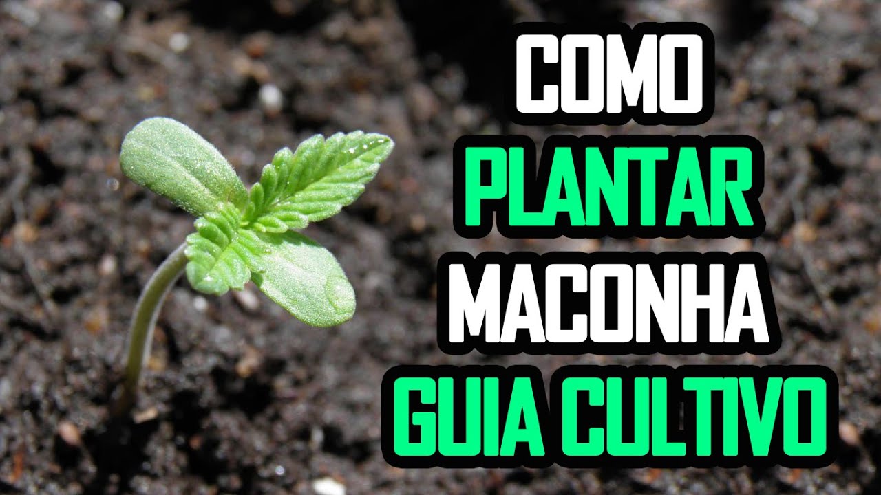COMO PLANTAR MACONHA - GUIA DE CULTIVO COMPLETO