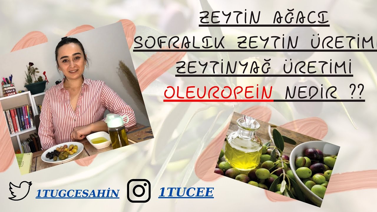 OLEUROPEİN NEDİR ? | ZEYTİN AĞACI  | SOFRALIK ZEYTİN ÜRETİMİ  |  ZEYTİNYAĞ ÜRETİMİ