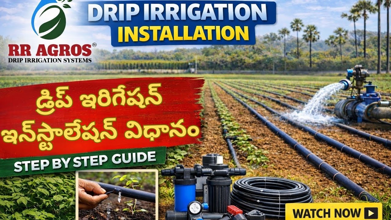 How to install drip irrigation pipes. డ్రిప్ ఇరిగేషన్ ఇన్‌స్టాలేషన్ విధానం 🧑‍🌾
