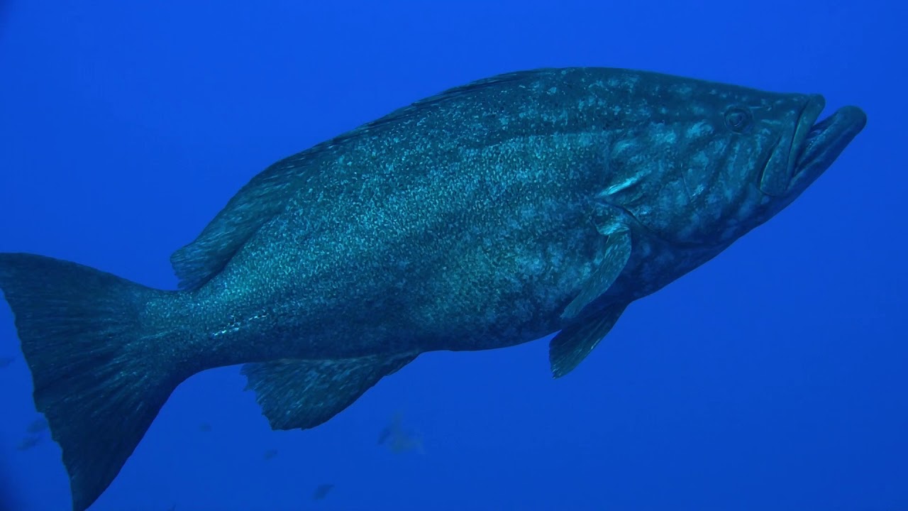 Immersioni a Ustica Blue Diving