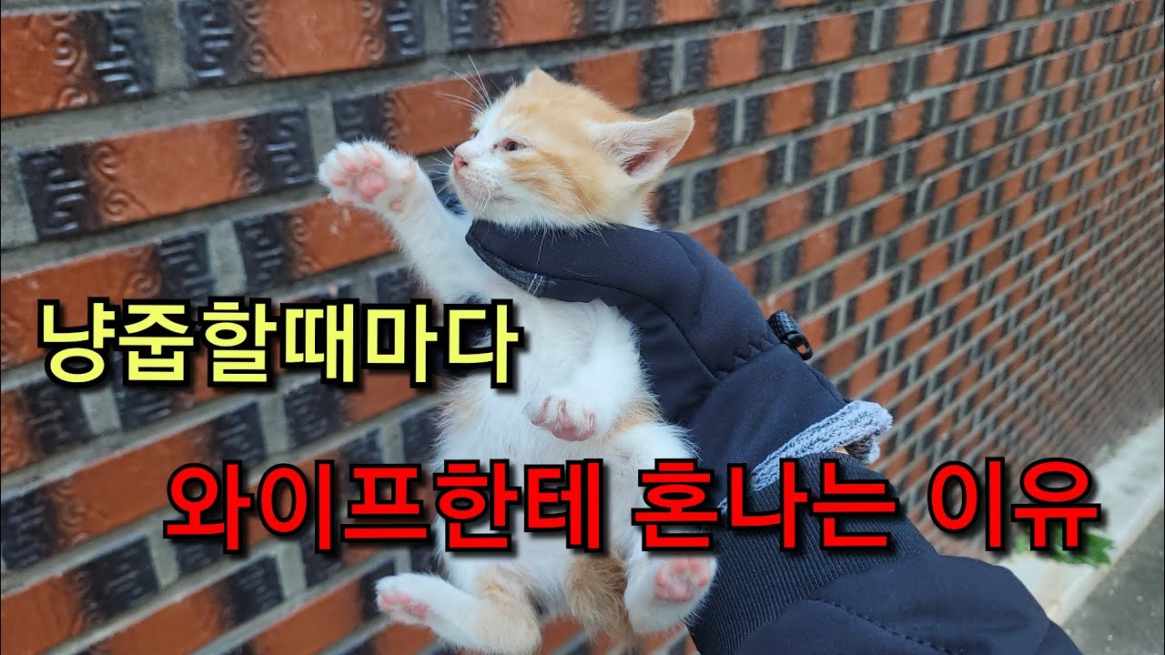 아기냥이와 매일 저녁 이러고 있으면 혼납니다..