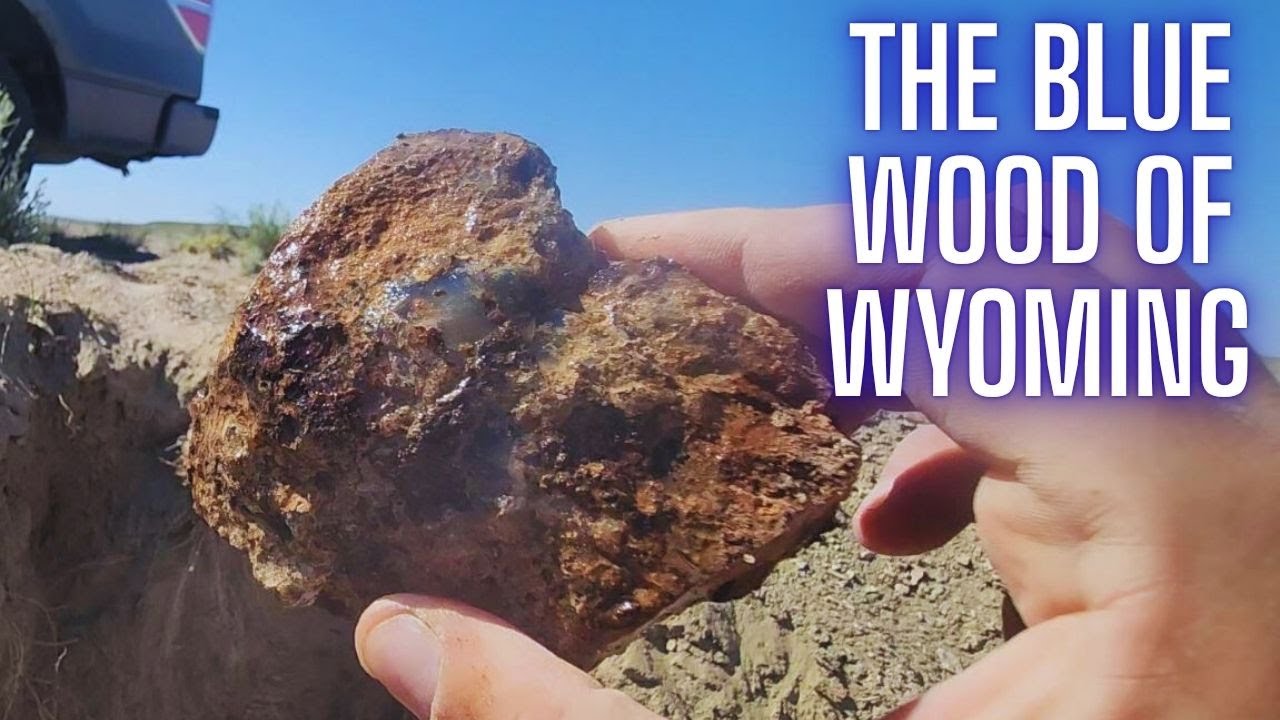 Blue Petrified Wood of Wyoming
